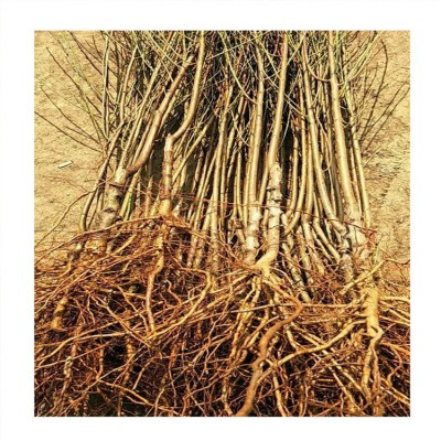 山东泰安桃树种植基地1公分红油蟠桃树苗价格 油蟠7-7桃树苗价格图2
