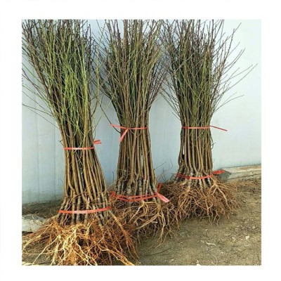 山东泰安桃树种植基地1公分红油蟠桃树苗价格 油蟠7-7桃树苗价格图4