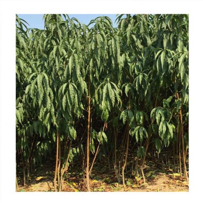 供应各种早熟桃树苗新品种 1公分秋蜜桃树苗的价格 大量供应桃苗图2
