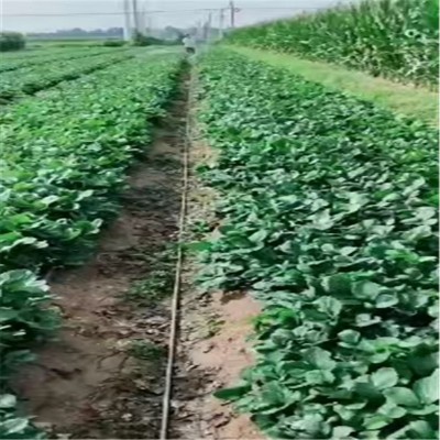 山东天仙醉草莓苗价格 妙香三号草莓苗价格 山东草莓苗培育基地图4