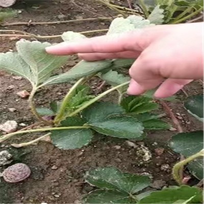 山东天仙醉草莓苗价格 妙香三号草莓苗价格 山东草莓苗培育基地图3