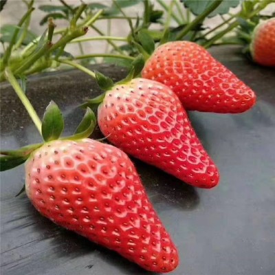 山东天仙醉草莓苗价格 妙香三号草莓苗价格 山东草莓苗培育基地图2