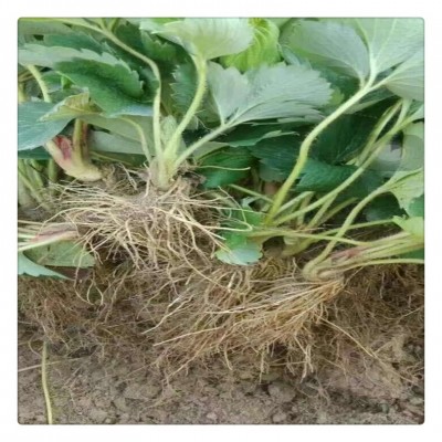 奶油草莓苗根系发达个大味美好管理量草莓苗量大实惠高品质草莓苗图3