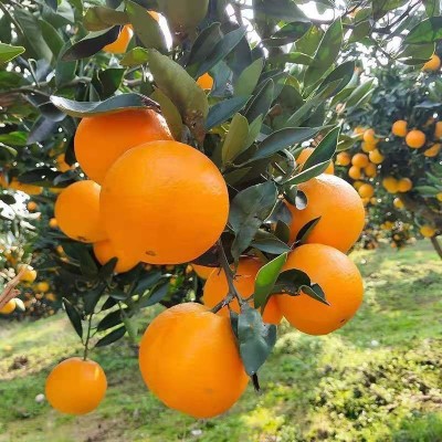 正宗赣南脐橙江西脐橙产地直发新鲜现摘批发代发大果应季甜橙子图4