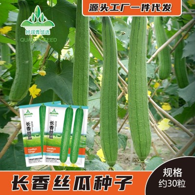 长丝瓜种子春夏秋季庭院爬藤香丝瓜籽批发香嫩肉丝瓜菜籽菜种子孑图1