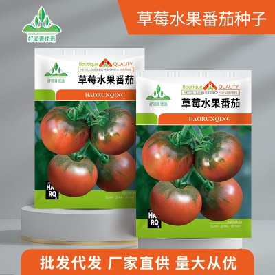 草莓水果番茄种子酸甜东北铁皮柿子绿肩西红柿种籽春季四季盆栽种图2
