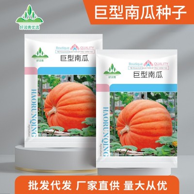 厂家批发巨型南瓜种子大南瓜种籽约5粒春夏季庭院观赏食用南瓜籽图2