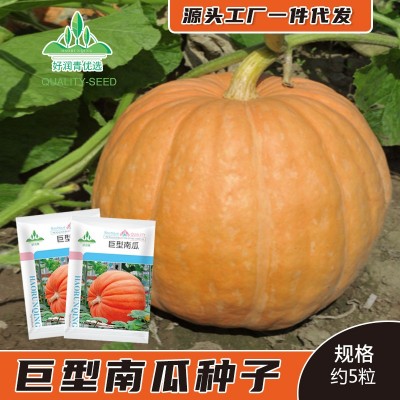 厂家批发巨型南瓜种子大南瓜种籽约5粒春夏季庭院观赏食用南瓜籽图1
