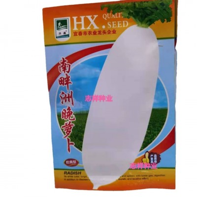 蔬菜种子批发 南畔洲/九斤萝卜长白萝卜小面积种家庭阳台种植10克图5
