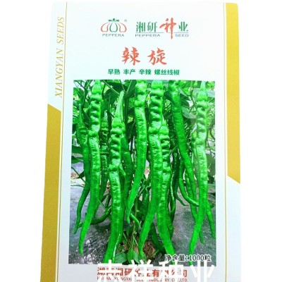 湘研辣旋辣椒种子螺丝线椒种子 皮薄味辣细长 早熟螺丝椒种耐低温图5
