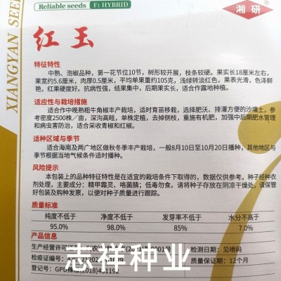 湘研红玉红辣椒种子中熟泡椒大果长粗牛角椒种籽高抗硬度好1000粒图2