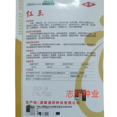湘研红玉红辣椒种子中熟泡椒大果长粗牛角椒种籽高抗硬度好1000粒图3