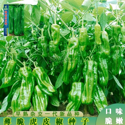 辣椒种籽大全薄皮辣椒种子虎皮椒种子小米辣椒种孑朝天椒线椒种子图4