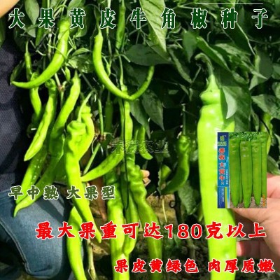 大黄牛大果黄皮牛角椒种籽辣椒种子大全椒种籽四季蔬菜种籽辣椒种图2