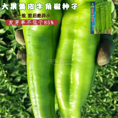 大黄牛大果黄皮牛角椒种籽辣椒种子大全椒种籽四季蔬菜种籽辣椒种图3