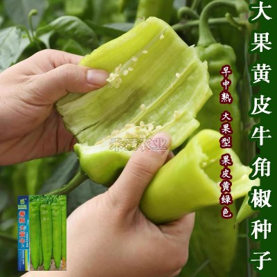 大黄牛大果黄皮牛角椒种籽辣椒种子大全椒种籽四季蔬菜种籽辣椒种图4