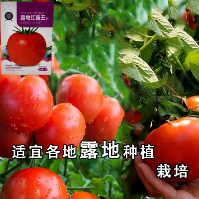 正宗基地品露地红霸王大红番茄种籽耐热大红果西红柿种子图2