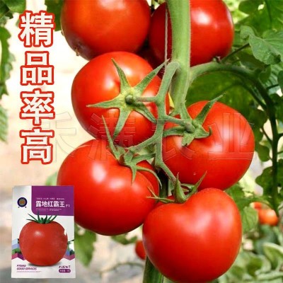 正宗基地品露地红霸王大红番茄种籽耐热大红果西红柿种子图4