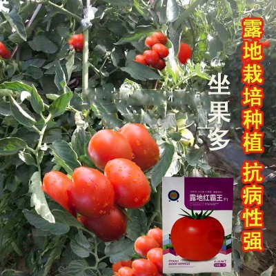 正宗基地品露地红霸王大红番茄种籽耐热大红果西红柿种子图3
