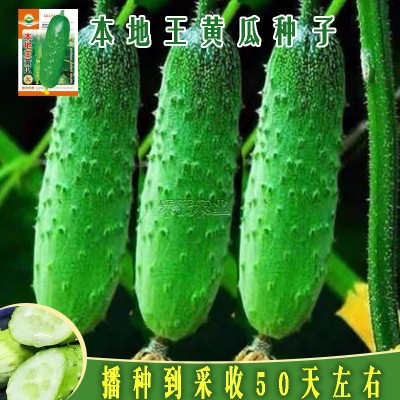 本地王黄瓜种子蔬菜种子水果黄瓜种籽大全黄瓜籽种旱黄瓜种孑图2