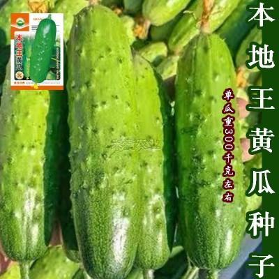 本地王黄瓜种子蔬菜种子水果黄瓜种籽大全黄瓜籽种旱黄瓜种孑图4