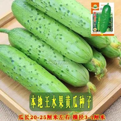本地王黄瓜种子蔬菜种子水果黄瓜种籽大全黄瓜籽种旱黄瓜种孑图3