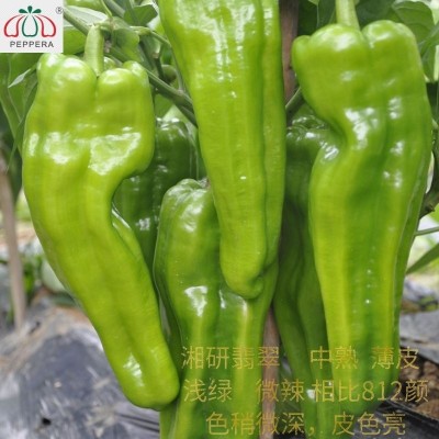 湘研中熟薄皮浅绿有辣味粗牛角灯泡椒菜辣椒种子-湘研 翡翠图4