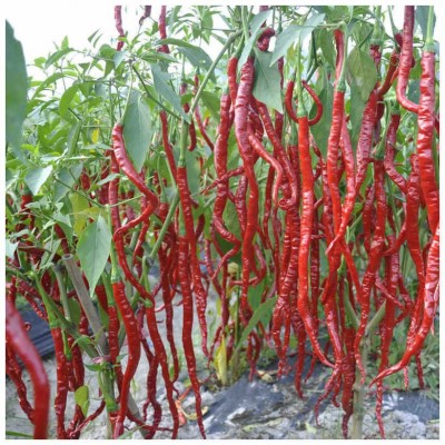 娇龙_湘研28-30厘米青红两用麻绳椒二荆条树上能干，辣味浓风味佳图2