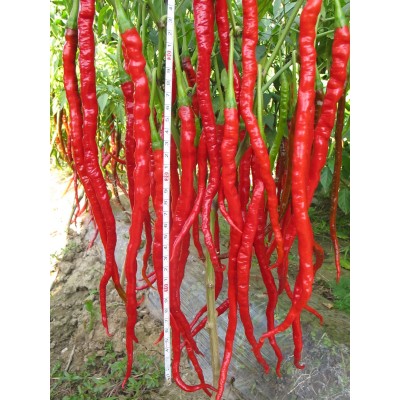 娇龙_湘研28-30厘米青红两用麻绳椒二荆条树上能干，辣味浓风味佳图5