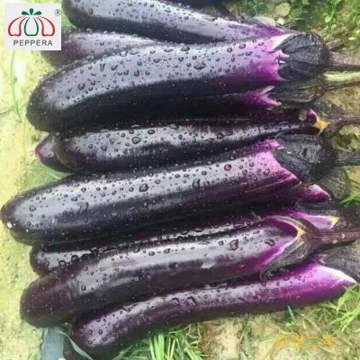 湘研紫红色长棒茄蔬菜全年种子-红宝二号图4