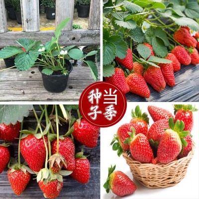 草莓种子四季播种室内阳台盆栽水果农家蔬菜种子秋冬菜籽草莓籽种图2