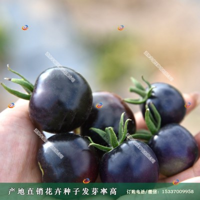 樱桃西红柿种子圣女果种子可作水果食用观赏图2
