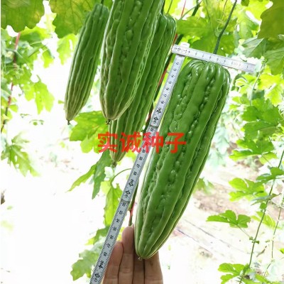 广东强生油身绿苦瓜种子肉厚早中熟四季基地蔬菜凉瓜种籽批发图3