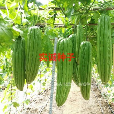 广东强生油身绿苦瓜种子肉厚早中熟四季基地蔬菜凉瓜种籽批发图2