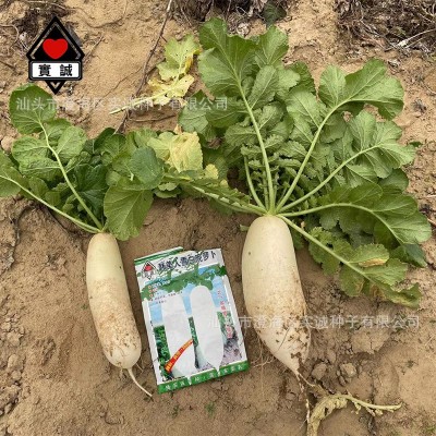 广东实诚蔬菜种子韩美人雪白晚萝卜种籽菜园基地甜白萝卜菜籽批发图2