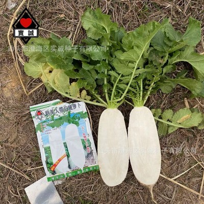 广东实诚蔬菜种子韩美人雪白晚萝卜种籽菜园基地甜白萝卜菜籽批发图3