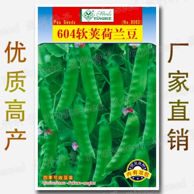 604软荚荷兰豆种籽 15克 爽口 紫花红花豌豆 四季 芽苗菜种子批发图2