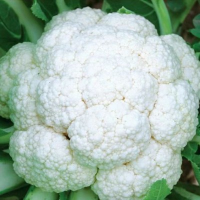 松雪65天花菜种子青梗白色有机花椰菜高产耐寒耐湿易种花菜种子图2