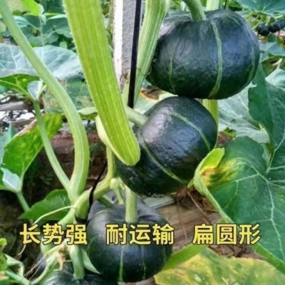 绿板栗甜南瓜种子新西兰板栗南瓜进口南瓜种子面窝瓜种植品种图4