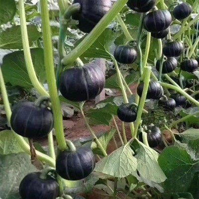 绿板栗甜南瓜种子新西兰板栗南瓜进口南瓜种子面窝瓜种植品种图3