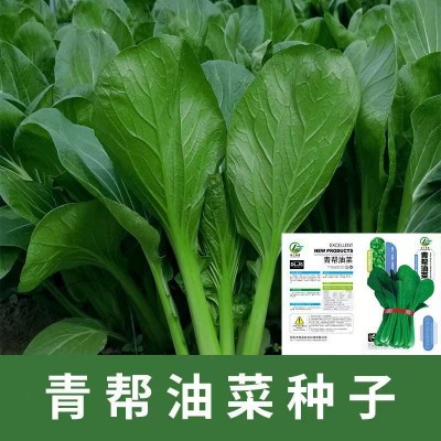 青帮油菜种子高梗小青菜种籽四季播种蔬菜种孑阳台庭院易种菜籽种图3