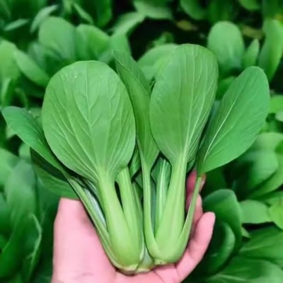 青帮油菜种子高梗小青菜种籽四季播种蔬菜种孑阳台庭院易种菜籽种图2