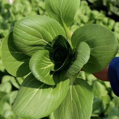 青帮油菜种子高梗小青菜种籽四季播种蔬菜种孑阳台庭院易种菜籽种图4