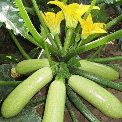 西葫芦种子高产蔬菜种子室内四季易种家庭阳台盆栽蔬菜籽耐寒抗病图3