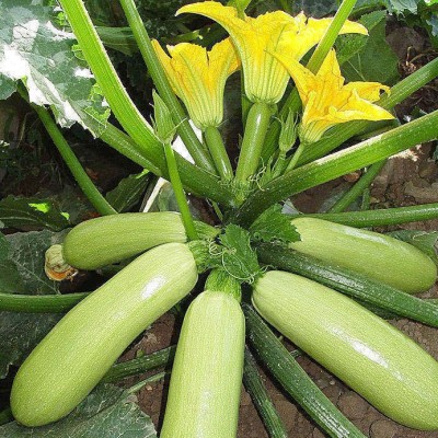 西葫芦种子高产蔬菜种子室内四季易种家庭阳台盆栽蔬菜籽耐寒抗病图2