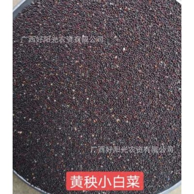 蔬菜种子谷的思海南四季黄秧小白菜6133基地田园阳台盆栽1件1斤图2