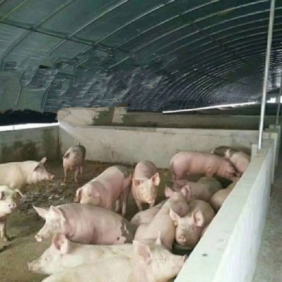 大棚膜生产批发养殖大棚黑白膜隔热膜降温茂新料食用菌棚膜抗老化图4