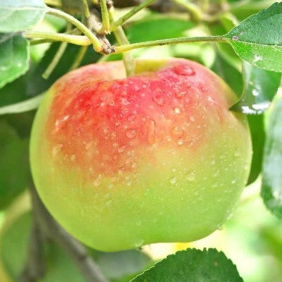 嘎啦苹果多规格 新鲜水果时令生鲜嘎啦苹果一件代发【HY2】图4