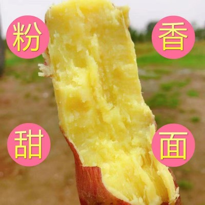 陕西临潼渭河滩沙土地爆皮板栗红薯地瓜现挖现发3/5/9斤一件代发图2