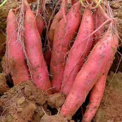 陕西临潼渭河滩沙土地爆皮板栗红薯地瓜现挖现发3/5/9斤一件代发图3